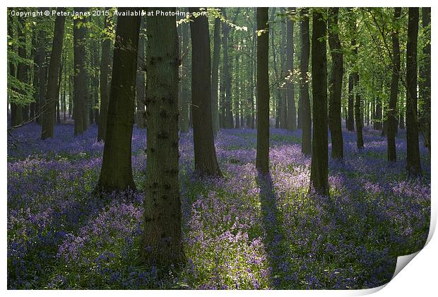  Beech trees and bluebells at dawn. Print by Peter Jones