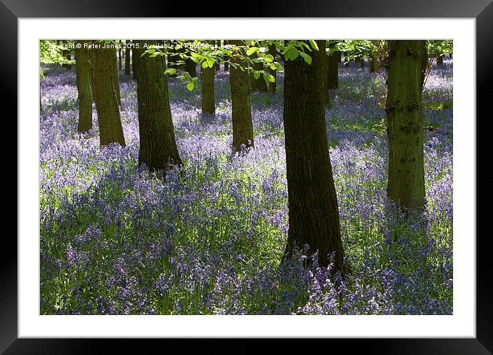  Bluebell light. Framed Mounted Print by Peter Jones