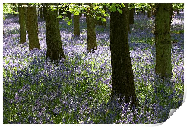  Bluebell light. Print by Peter Jones