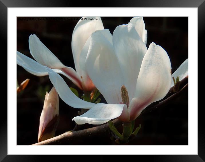  Spring Pure Delight Framed Mounted Print by Eleanor McCabe