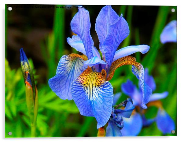  Iris Sky Blue Summer Acrylic by Eleanor McCabe
