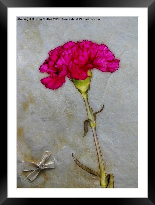  Carnation and bow Framed Mounted Print by Doug McRae
