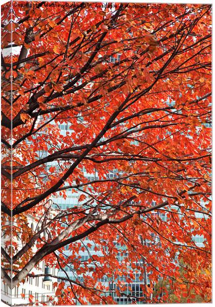  Autumn colours Canvas Print by Matthew Bates