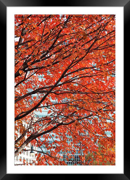  Autumn colours Framed Mounted Print by Matthew Bates