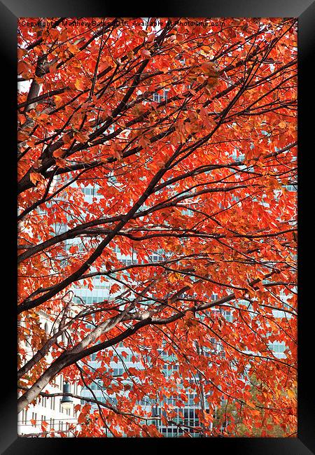  Autumn colours Framed Print by Matthew Bates