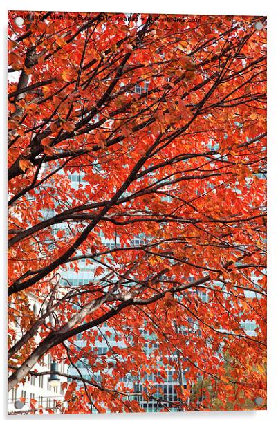 Autumn colours Acrylic by Matthew Bates