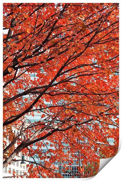  Autumn colours Print by Matthew Bates