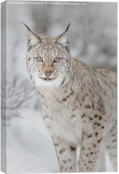  Winter ghost, European lynx Canvas Print by Neil Burton