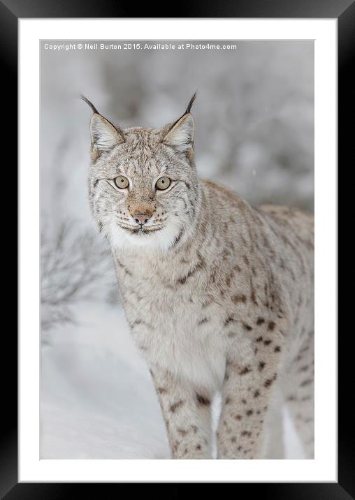  Winter ghost, European lynx Framed Mounted Print by Neil Burton