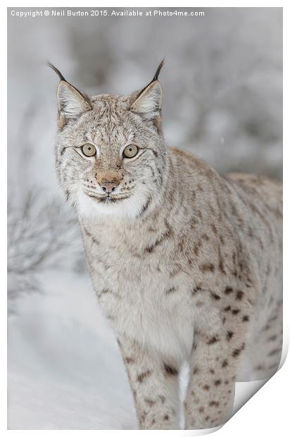  Winter ghost, European lynx Print by Neil Burton