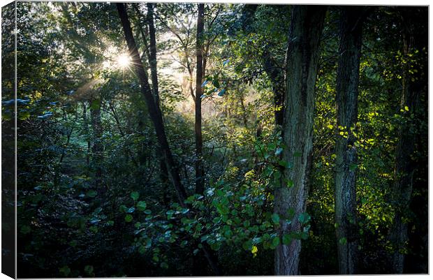  Sunlight in the green woods Canvas Print by Andrew Kearton