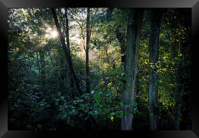  Sunlight in the green woods Framed Print by Andrew Kearton
