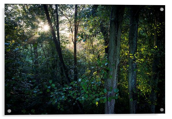  Sunlight in the green woods Acrylic by Andrew Kearton