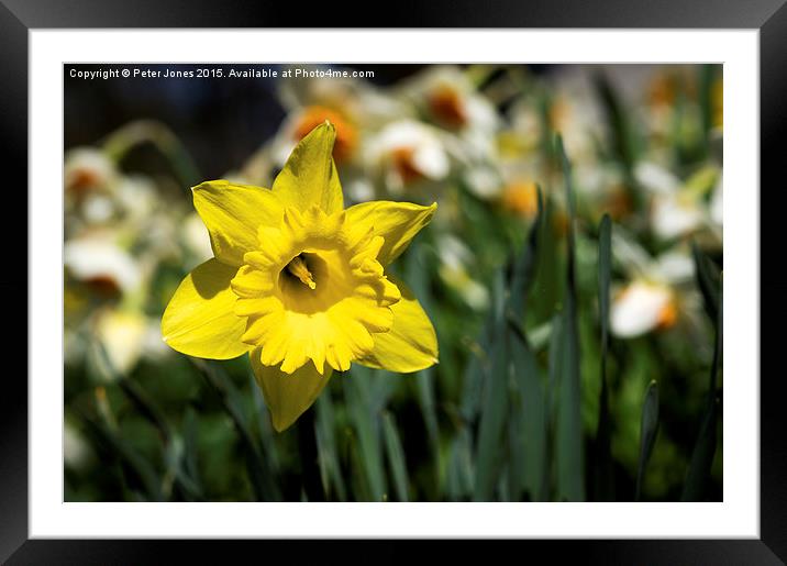  Single Yellow Daffodil Framed Mounted Print by Peter Jones