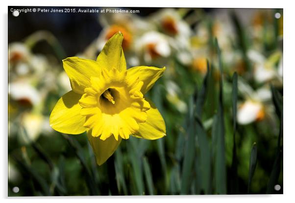  Single Yellow Daffodil Acrylic by Peter Jones