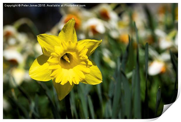  Single Yellow Daffodil Print by Peter Jones