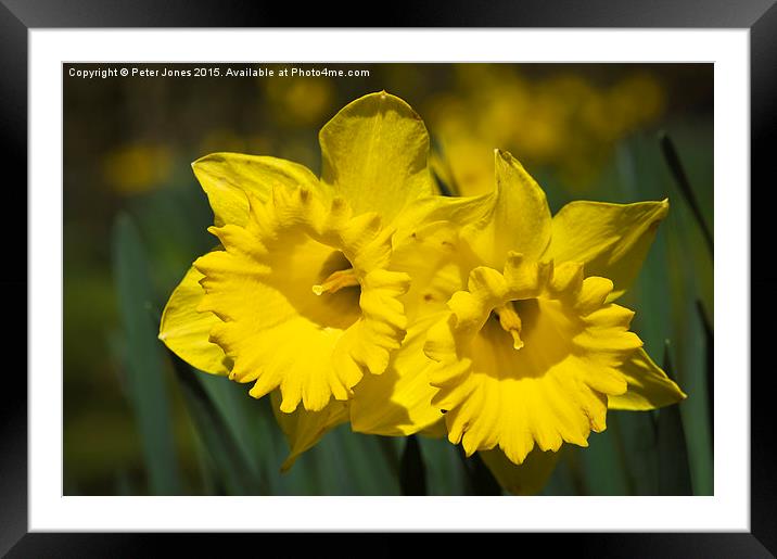  Daffodil Pair. Framed Mounted Print by Peter Jones