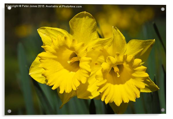  Daffodil Pair. Acrylic by Peter Jones