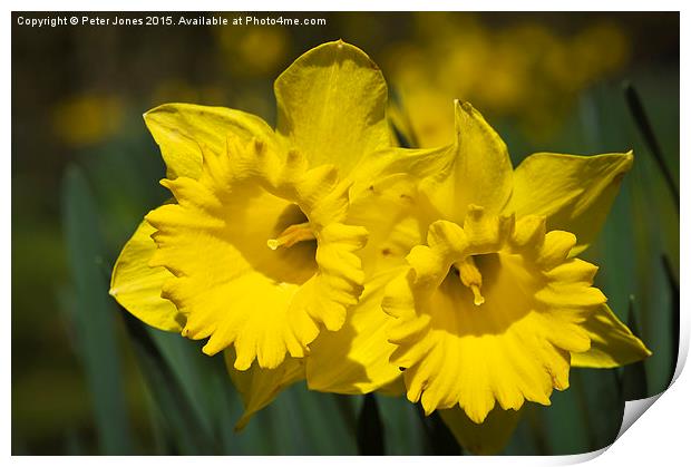  Daffodil Pair. Print by Peter Jones