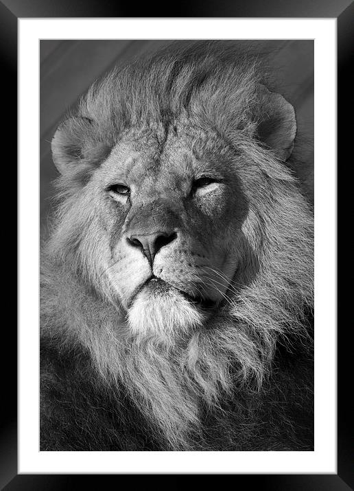 Lion Head Framed Mounted Print by Terry Stone