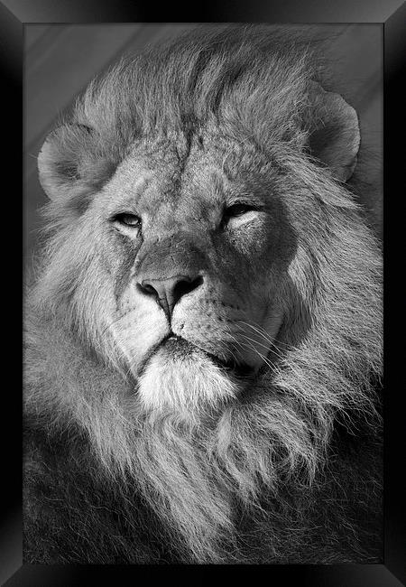  Lion Head Framed Print by Terry Stone