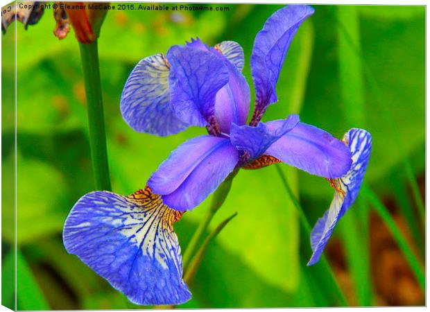  Shiny Blue Summer Iris! Canvas Print by Eleanor McCabe