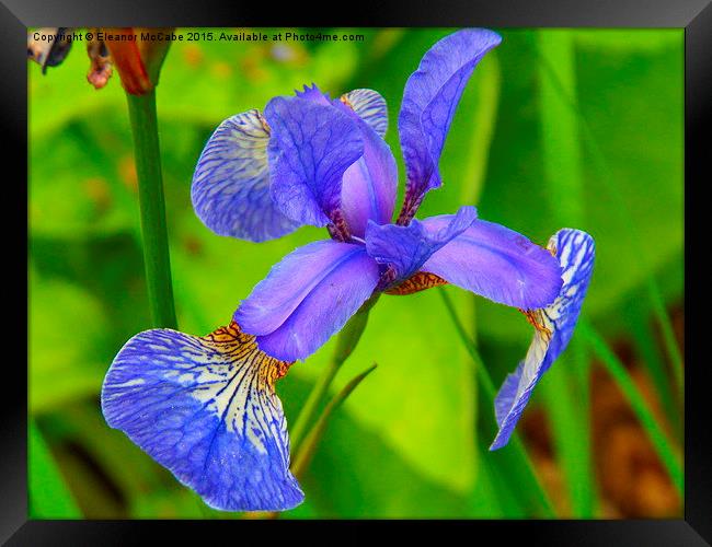  Shiny Blue Summer Iris! Framed Print by Eleanor McCabe