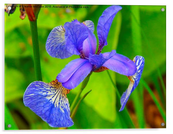  Shiny Blue Summer Iris! Acrylic by Eleanor McCabe
