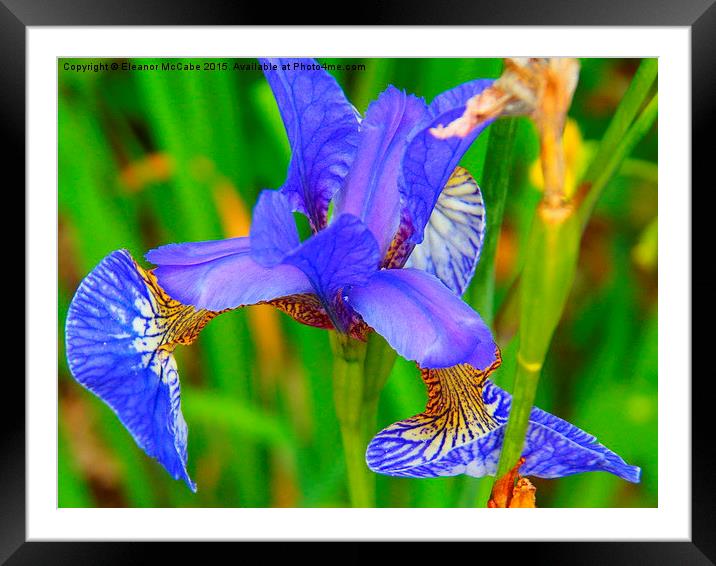  Summer Sky Blue Silky Iris Framed Mounted Print by Eleanor McCabe