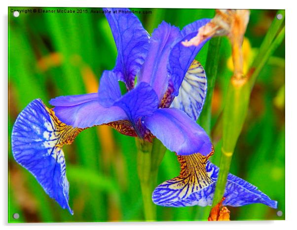  Summer Sky Blue Silky Iris Acrylic by Eleanor McCabe