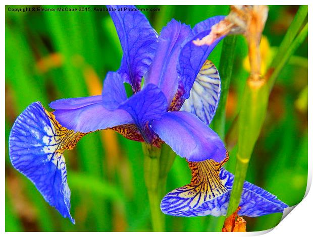  Summer Sky Blue Silky Iris Print by Eleanor McCabe