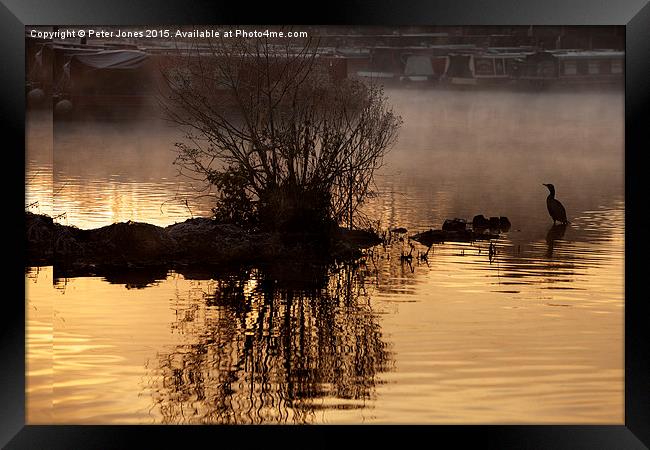 Cormorant silhouette early morning canal boatyard  Framed Print by Peter Jones