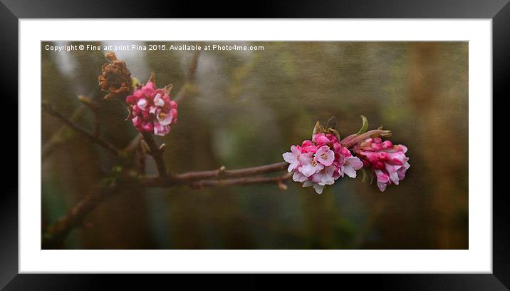  Pinks Framed Mounted Print by Fine art by Rina