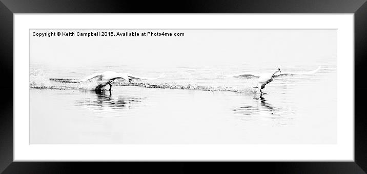 Swan Launch  Framed Mounted Print by Keith Campbell
