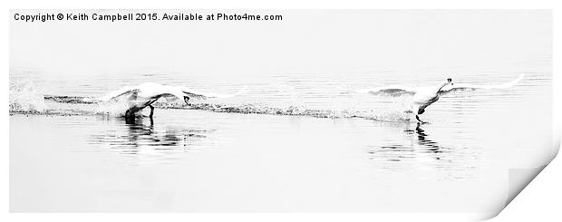 Swan Launch  Print by Keith Campbell