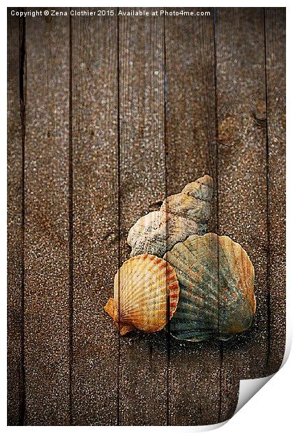  Seashells Print by Zena Clothier