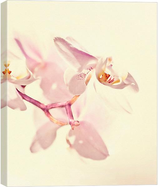  Pink Orchid Canvas Print by Dawn Cox
