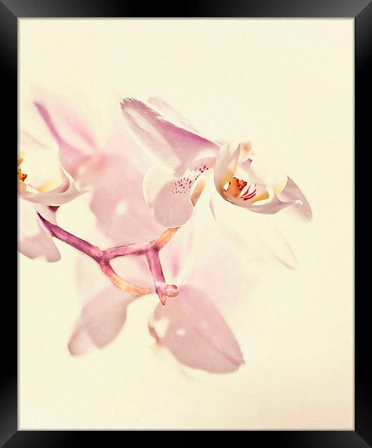  Pink Orchid Framed Print by Dawn Cox