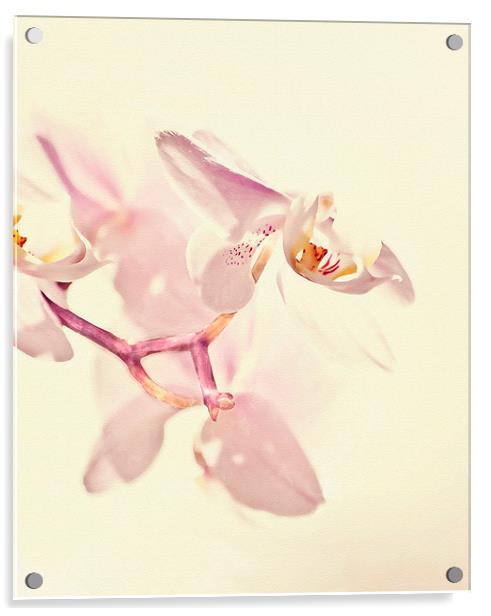  Pink Orchid Acrylic by Dawn Cox