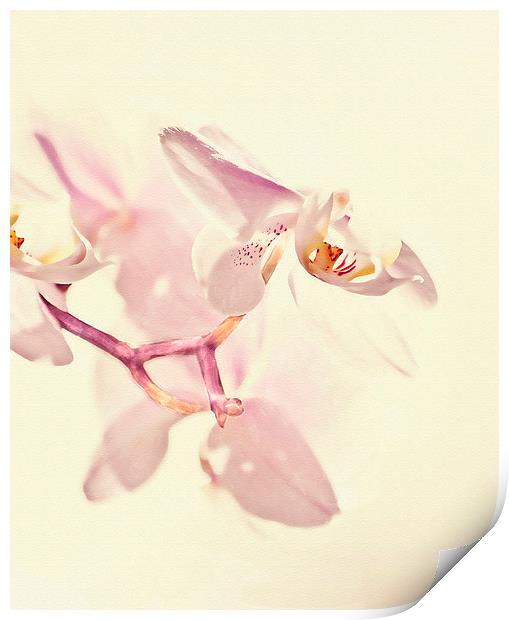  Pink Orchid Print by Dawn Cox