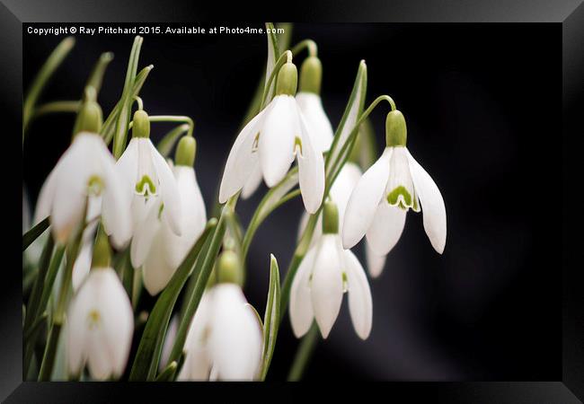  Snow Drops Framed Print by Ray Pritchard
