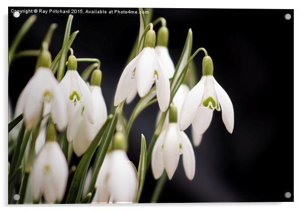  Snow Drops Acrylic by Ray Pritchard