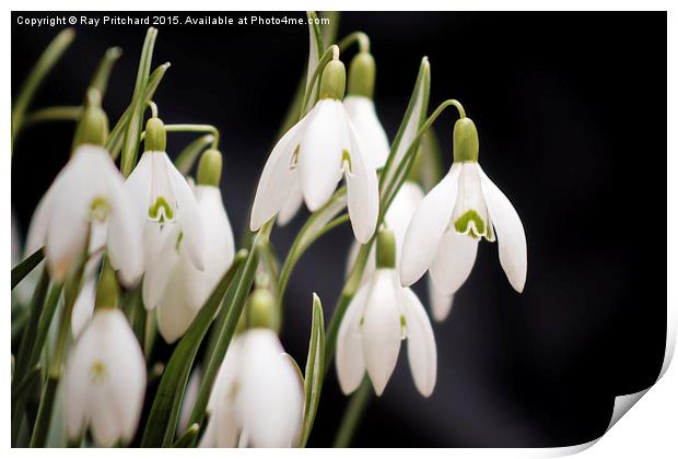  Snow Drops Print by Ray Pritchard