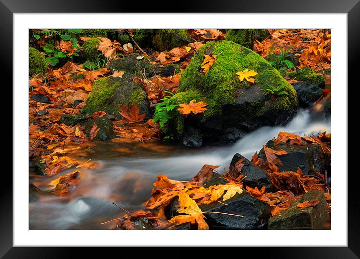 Surrounded by the Season  Framed Mounted Print by Mike Dawson