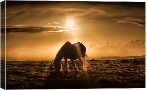  Gower pony at sunset on Cefn Bryn Canvas Print by Leighton Collins