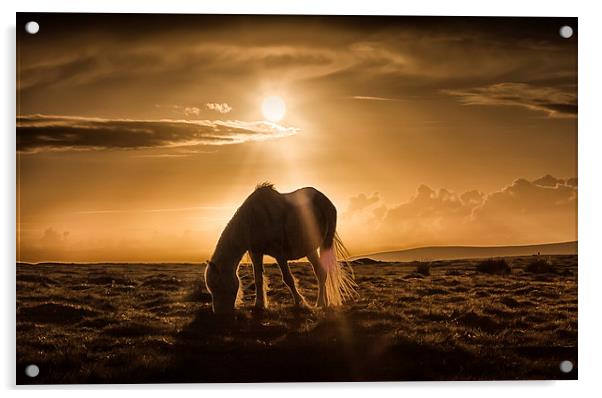  Gower pony at sunset on Cefn Bryn Acrylic by Leighton Collins