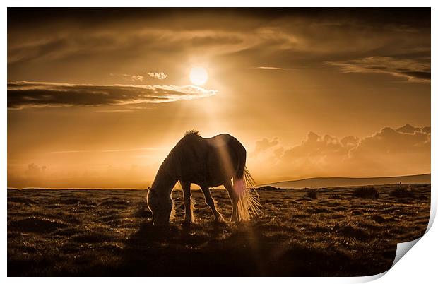  Gower pony at sunset on Cefn Bryn Print by Leighton Collins