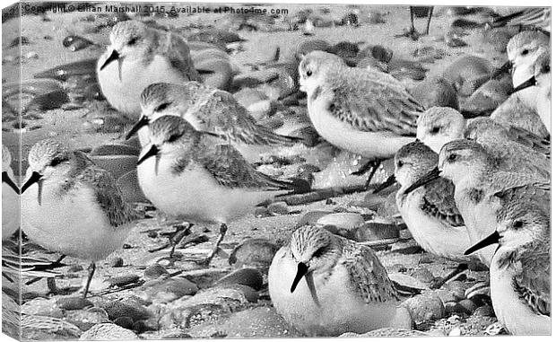  Sanderlings at Fleetwood.  Canvas Print by Lilian Marshall