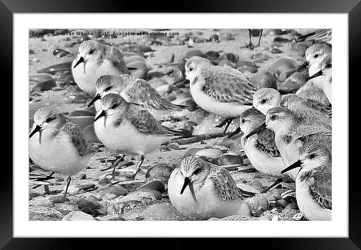  Sanderlings at Fleetwood.  Framed Mounted Print by Lilian Marshall