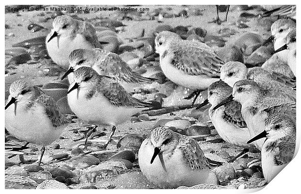  Sanderlings at Fleetwood.  Print by Lilian Marshall